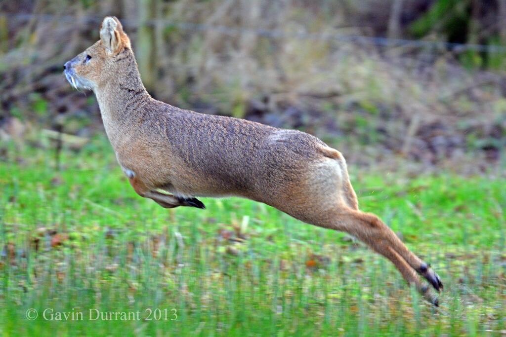 Image of a Chinese Water Deer jumping through a meadow